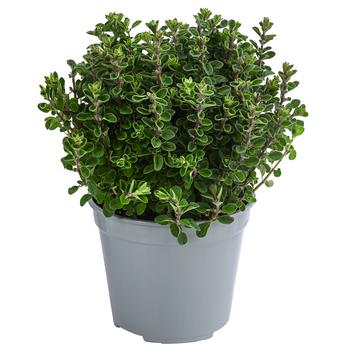 4 x Dehner Gourmet Garten Majoran, einjährig, Grün - Mindestbestellmenge: 4 Stk.