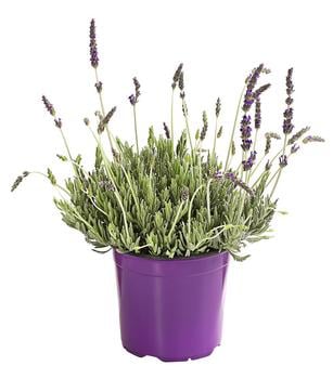 Dehner Gourmet Garten Zahnlavendel