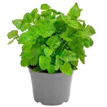 4 x Dehner Gourmet Garten Zitronenmelisse, Grün - Mindestbestellmenge: 4 Stk.