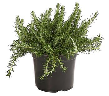 2 x Dehner Gourmet Garten Hänge-Rosmarin, Grün - Mindestbestellmenge: 2 Stk.