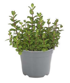 3 x Dehner Gourmet Garten Marokkanische Minze, Grün - Mindestbestellmenge: 3 Stk.
