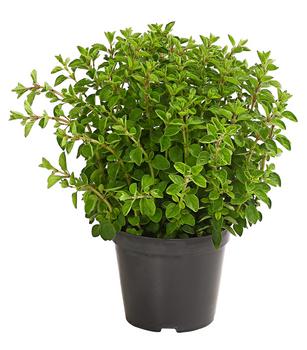 Bio Oregano