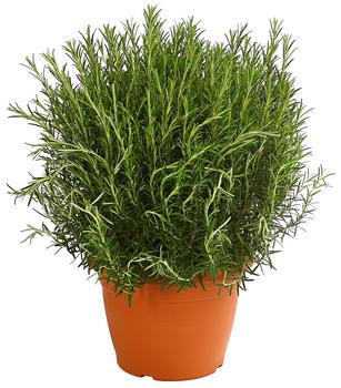 Dehner Gourmet Garten Rosmarin