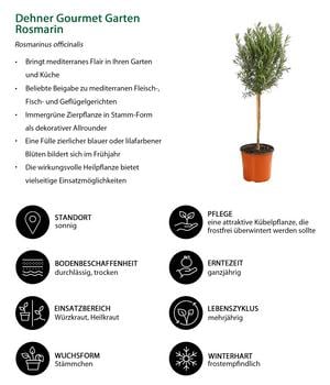 Dehner Gourmet Garten Rosmarin, Stamm Dehner