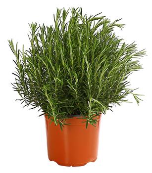 Dehner Gourmet Garten Rosmarin