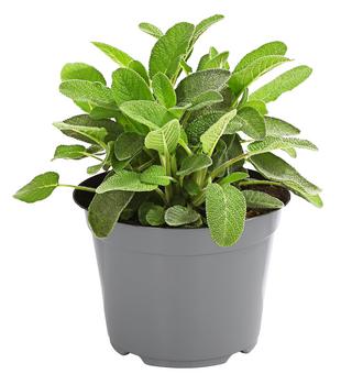 4 x Dehner Gourmet Garten Salbei, Grün - Mindestbestellmenge: 4 Stk.