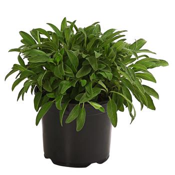 Dehner Gourmet Garten Salbei