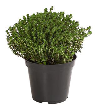 Bio Thymian