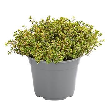 4 x Dehner Gourmet Garten Zitronen-Thymian, Grün - Mindestbestellmenge: 4 Stk.