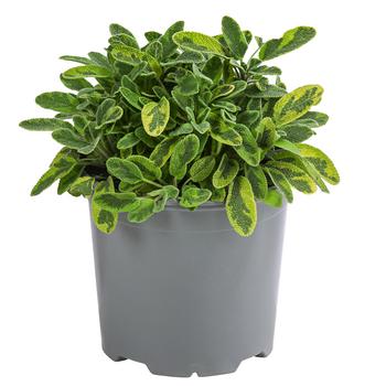4 x Dehner Gourmet Garten Goldsalbei, Grün / Gelb - Mindestbestellmenge: 4 Stk.