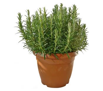 Dehner Gourmet Garten Rosmarin, Grün