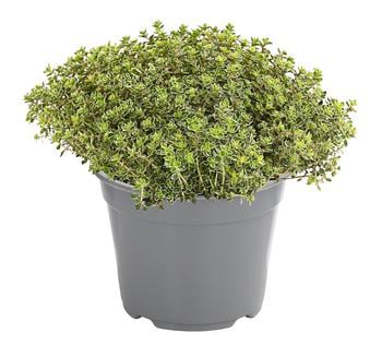 Dehner Gourmet Garten Silberthymian