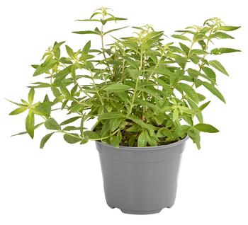 Dehner Gourmet Garten Zitronenverbene