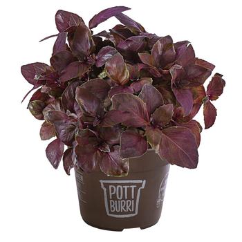 Basilikum 'Red Green' im Pottburri®-Topf