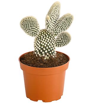 Feigenkaktus - Opuntia indica, verschiedene Sorten