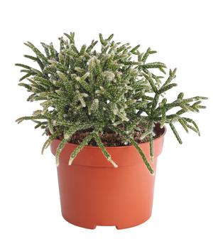 Korallenkaktus - Rhipsalis cassutha, verschiedene Sorten