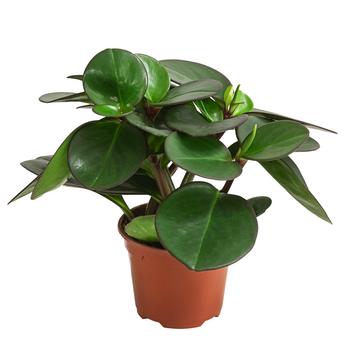 Peperomie - Peperomia clusiifolia