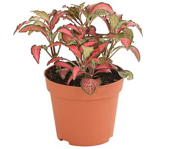 Mosaikpflanze - Fittonia verschaffeltii, verschiedene Sorten