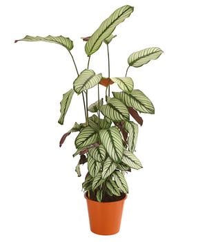 Korbmarante - Calathea 'Whitestar'