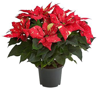 Weihnachtssterne & Amaryllis