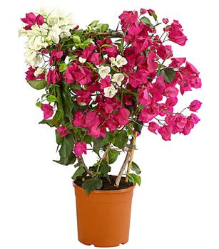 Drillingsblumen-Duo, Spalier von Dehner, Pink, Weiß