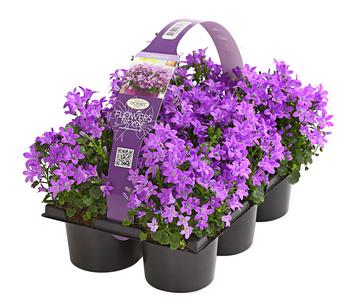 Polster-Glockenblume 'Ocean', 6er Schale