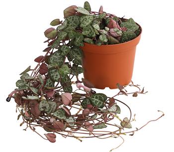 Leuchterblume - Ceropegia woodii, Ampel