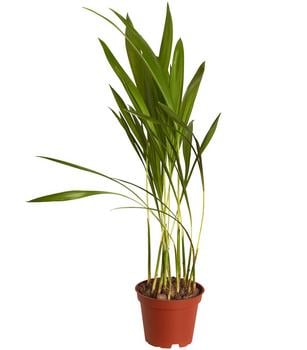 6 x Goldfruchtpalme - Dypsis lutescens von Dehner, Grün - Mindestbestellmenge: 6 Stk.