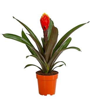 Guzmanie - Guzmania cultivars 'Deseo'