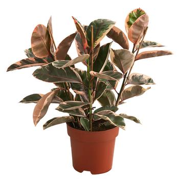 Gummibaum - Ficus elastica 'Belize'