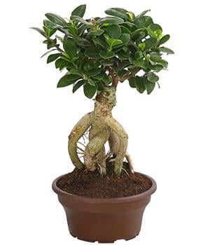 Chinesische Feige - Ficus microcarpa 'Ginseng', Schale