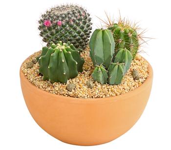 Pflanzenmix Kakteen-Quartett - Cactaceae, 4 Pflanzen in Schale