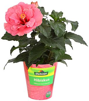 Zimmerhibiskus - Hibiscus rosa-sinensis, gefüllt, verschiedene Farben