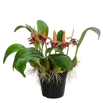Orchidee - Bulbophyllum lobbii