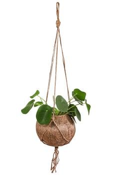 Kokodama-Ampel Glückstaler - Pilea peperomioides von Dehner, Grün Kokos, Naturmaterial