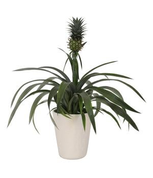 Ananaspflanze - Ananas comosus, in Keramik