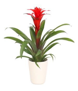 Guzmanie - Guzmania calypso, in Keramik