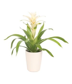 Guzmanie - Guzmania 'Deseo White', in Keramik