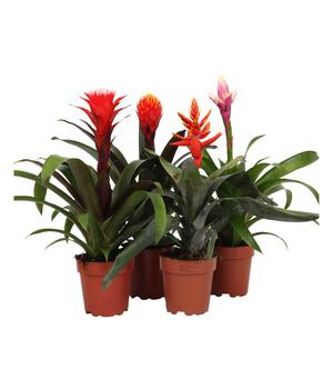 Bromelien-Set, 4-teilig