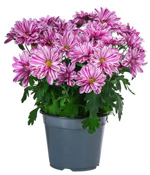 Chrysantheme 'Artistic® Dark Pink'