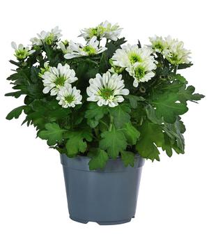 3 x Chrysantheme 'Mount Nova Lime' von Dehner - Mindestbestellmenge: 3 Stk.