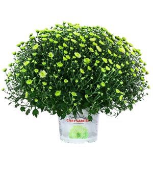 Chrysantheme 'Pistache'