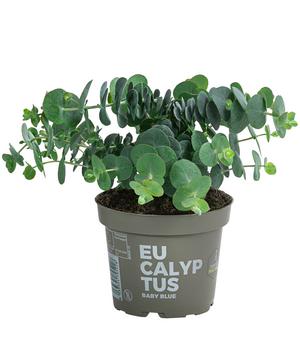 Eukalyptus, Busch