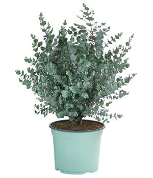 Mostgummi-Eukalyptus 'Azura'