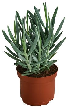 Greiskraut - Senecio talinoides 'Aquarine Mount Everest®'