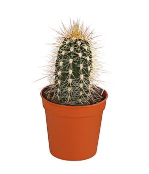 Säulenkaktus - Cereus peruvianus, verschiedene Sorten