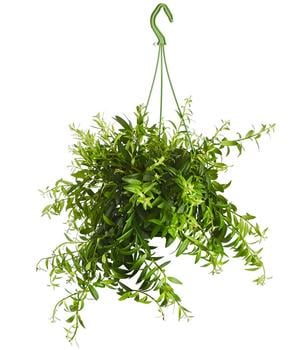 Schamblume - Aeschynanthus japhrolepis von Dehner, Grün