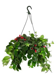 Schamblume - Aeschynanthus 'Pink Polka', Ampel