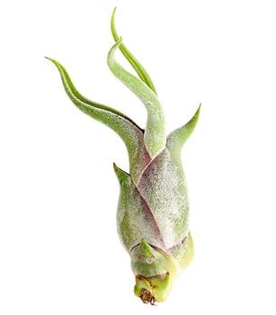 Tillandsie - Tillandsia cultivars klein, verschiedene Sorten