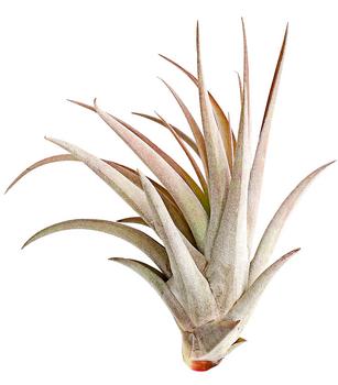 Tillandsie - Tillandsia cultivars groß, verschiedene Sorten